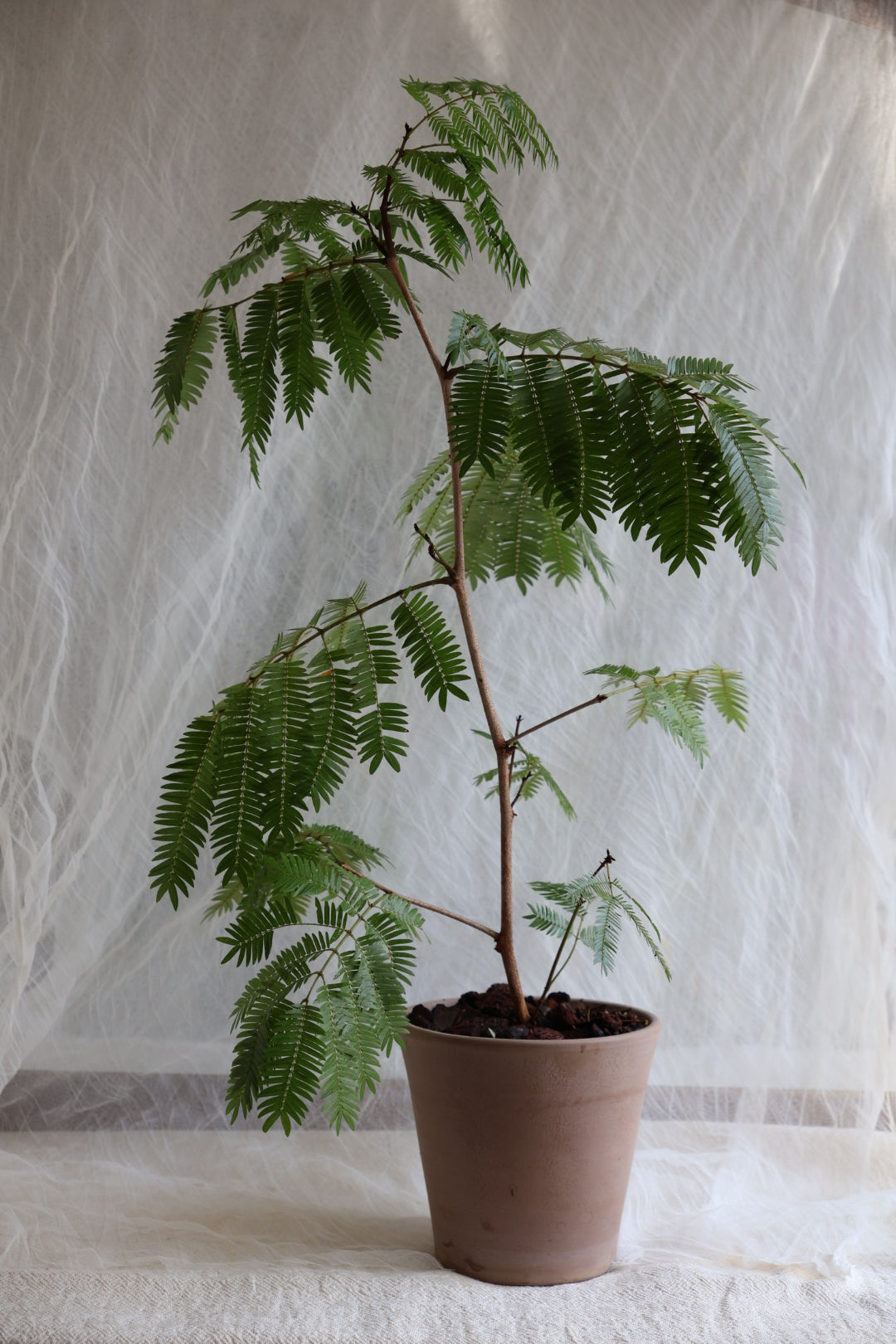 ☁️ 天景・綠語 小豆樹